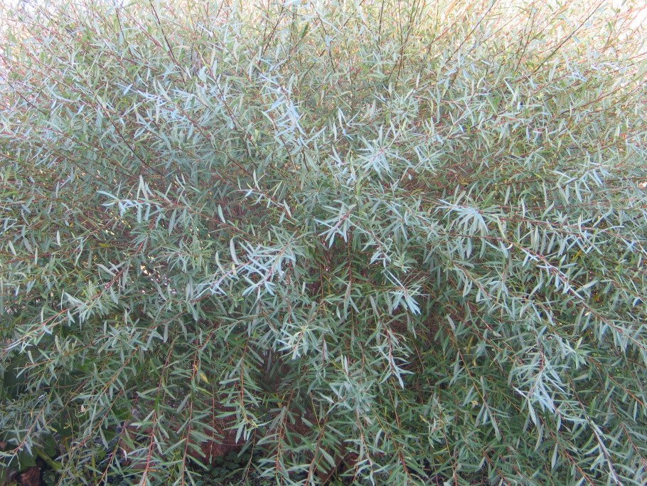 Ива Шикотанская Salix shikotanensis