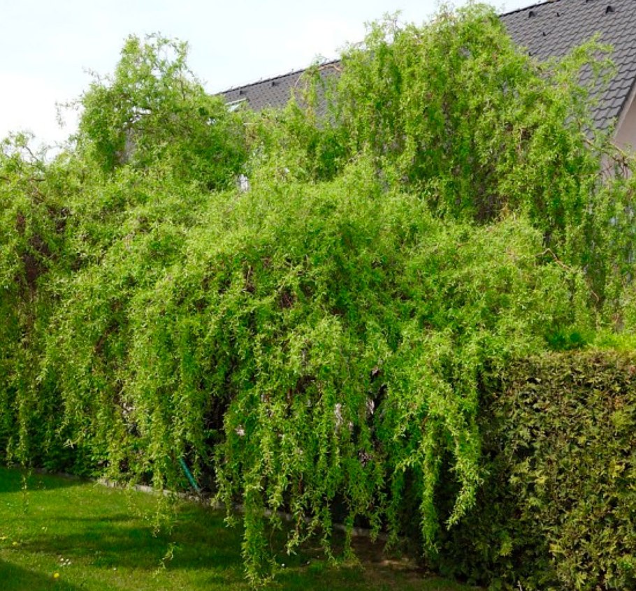 Ива росистая (Salix rorida)