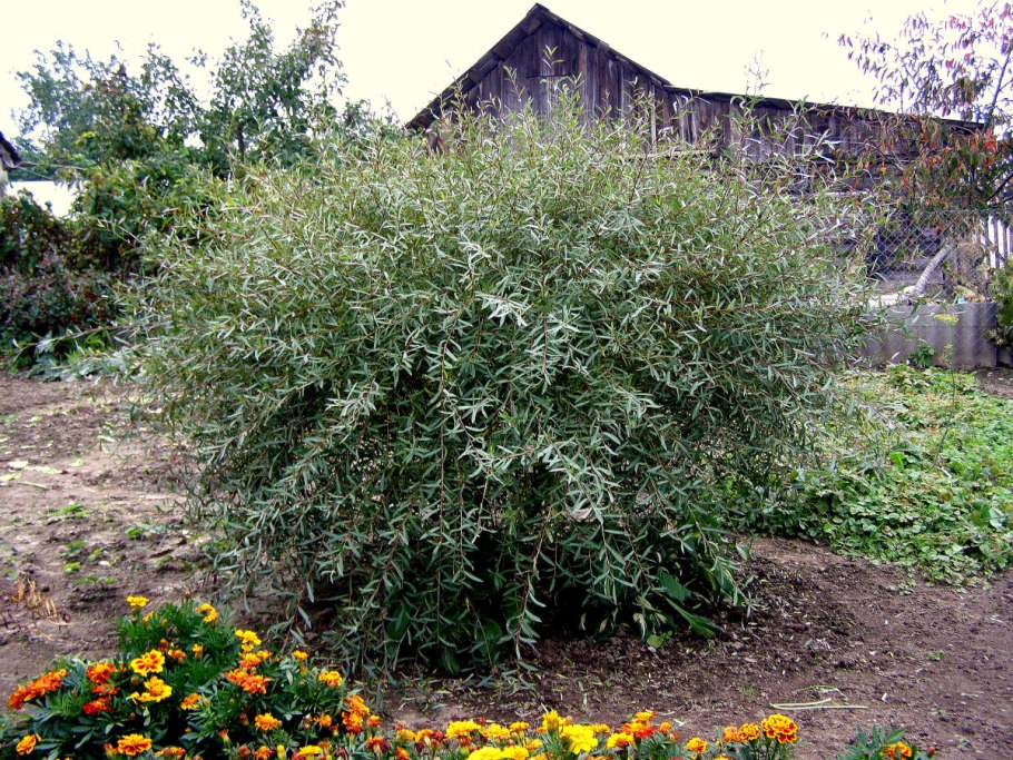 Ива пурпурная Пендула Нана