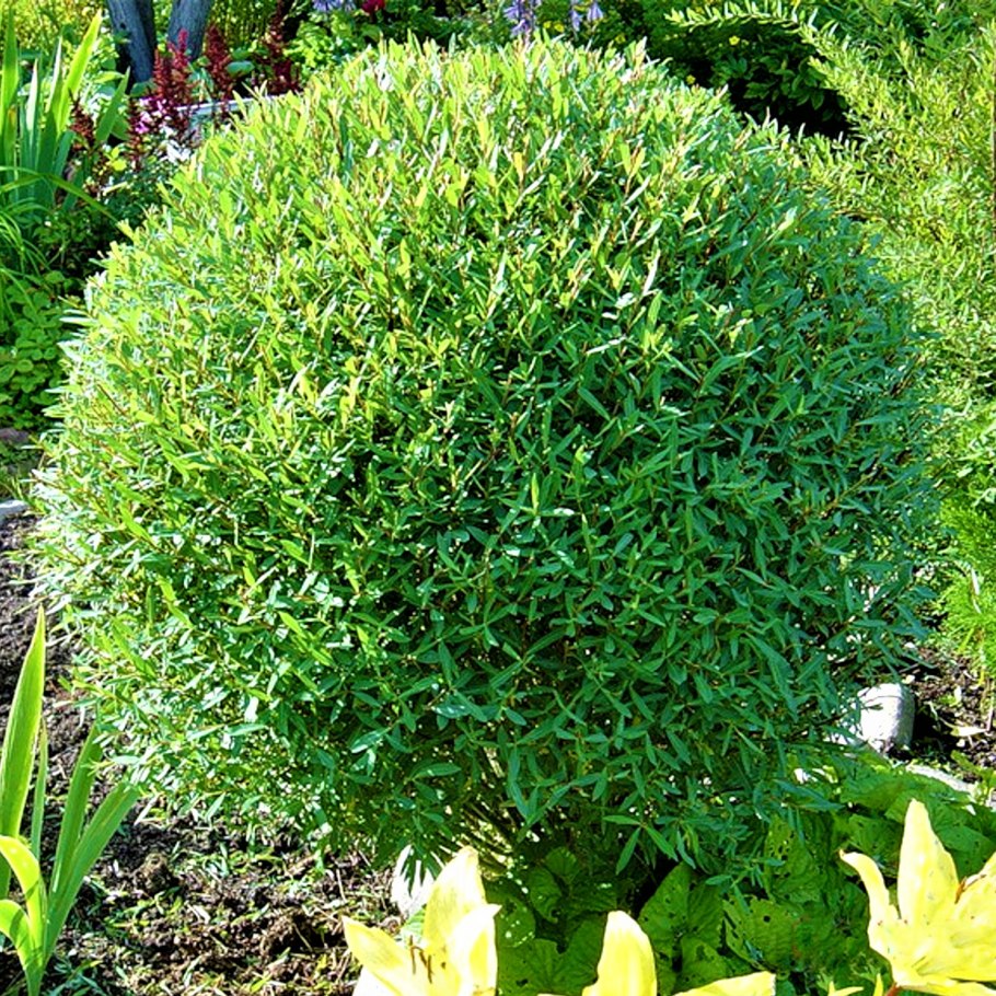 Ива Свердловская плакучая