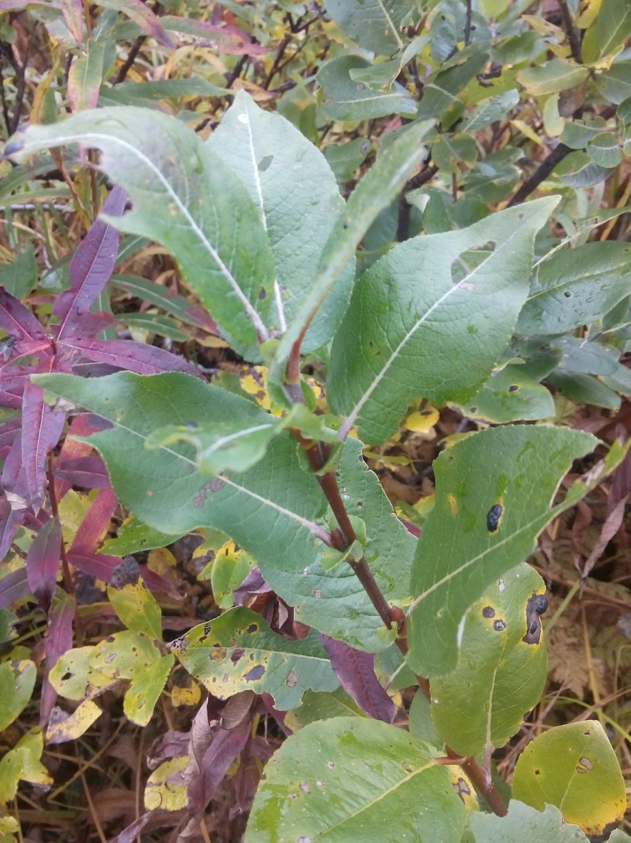 Ива Козья раскраски