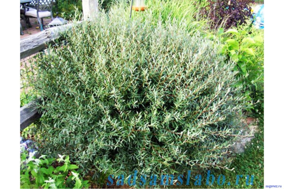 Ива Матсудана многоствольная