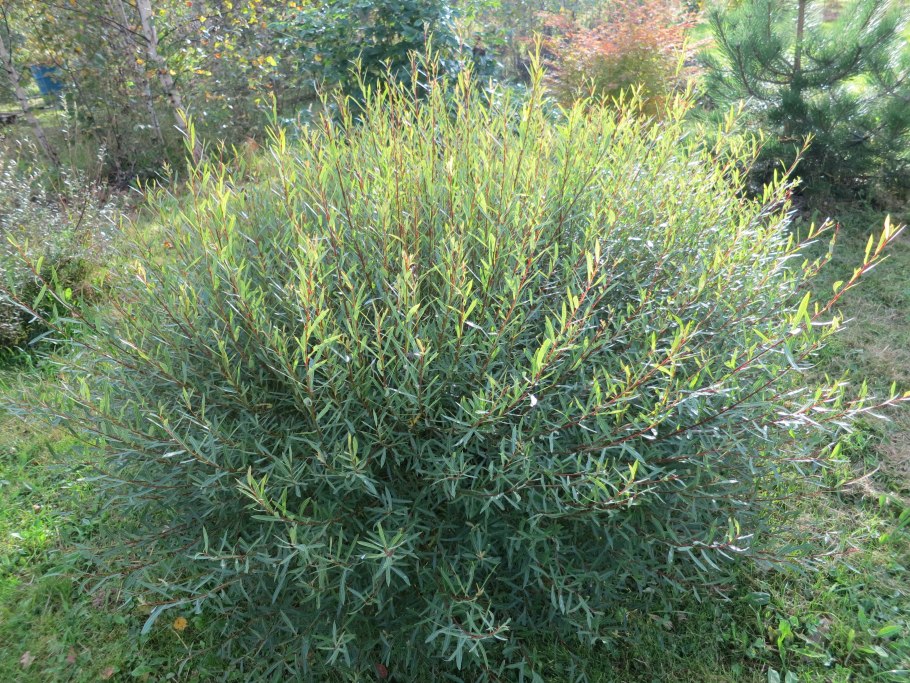 Ива Вавилонская Извилистая Тортуоза