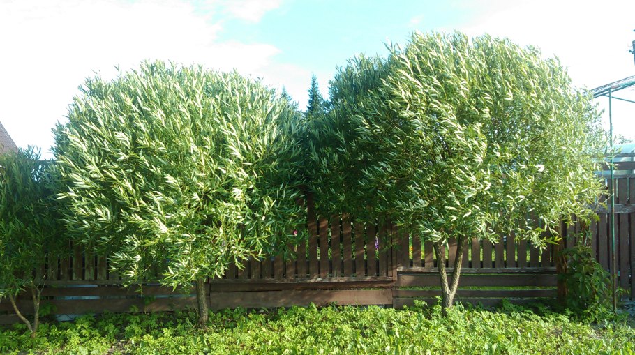 Ива лохолистная Ангустифолия