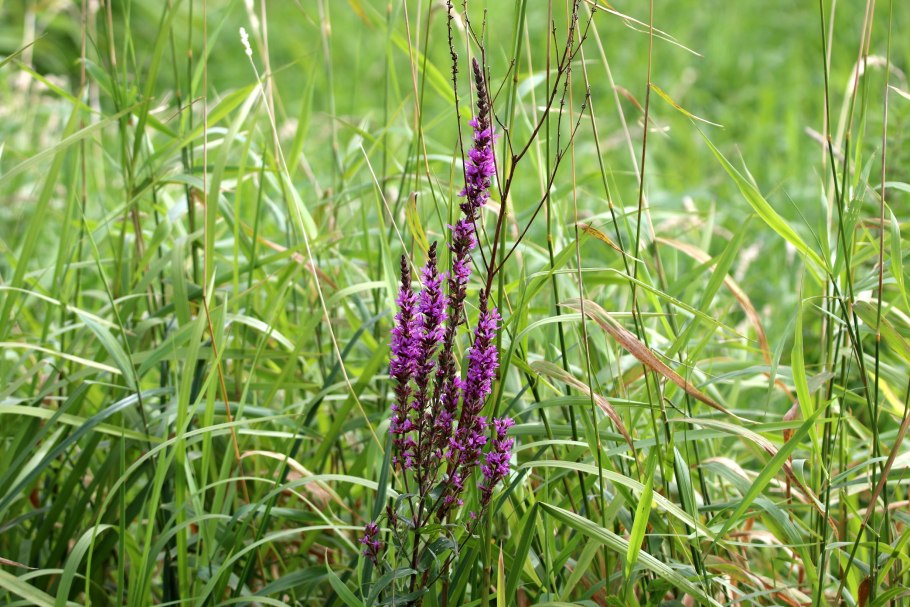 Шалфей прутьевидный Луговой
