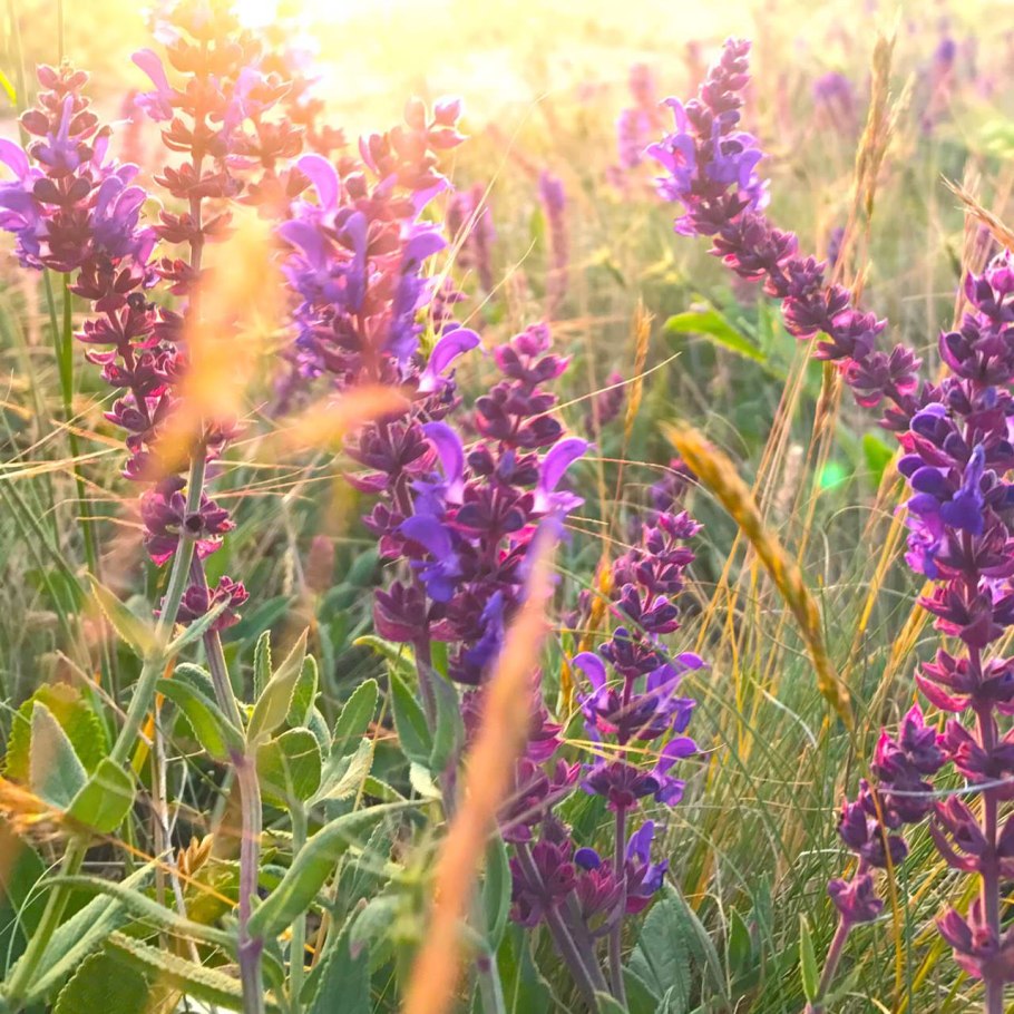 Шалфей прутьевидный Луговой