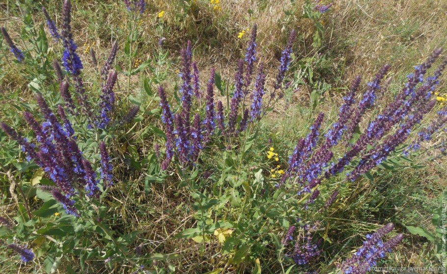 Шалфей прутьевидный Луговой