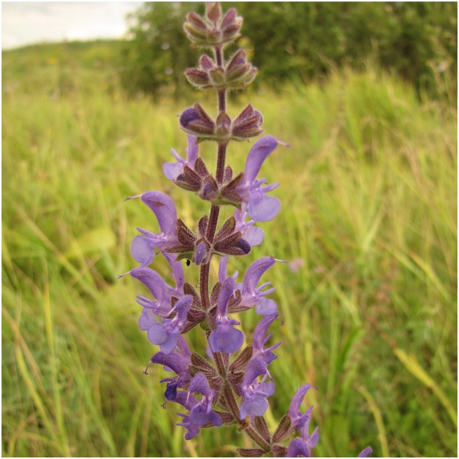 Шалфей прутьевидный Луговой