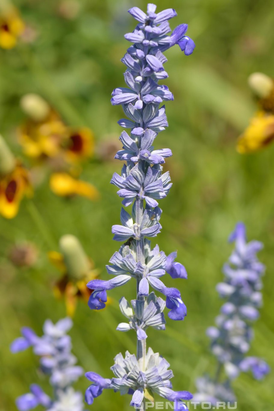 Шалфей прутьевидный Луговой