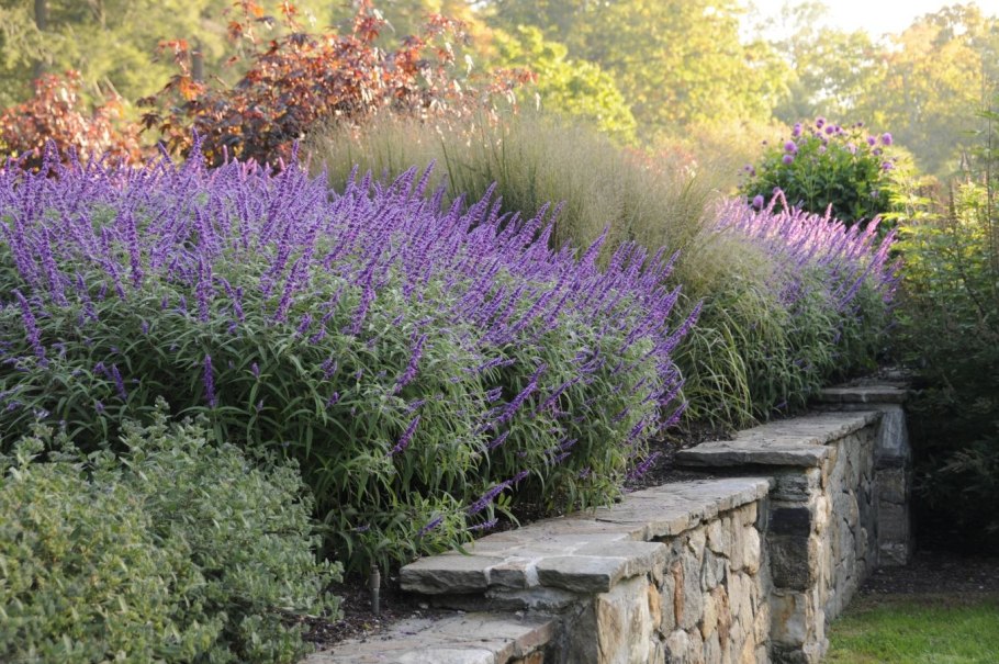 Шалфей Дубравный 'Mainacht'