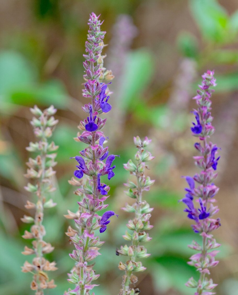 73. Шалфей Луговой - Salvia pratensis