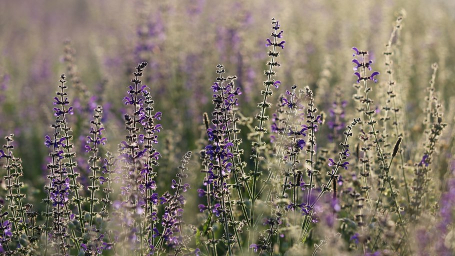 Шалфей прутьевидный Луговой