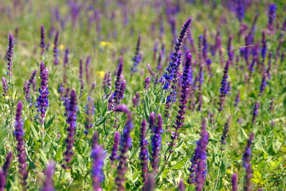 Шалфей стебель