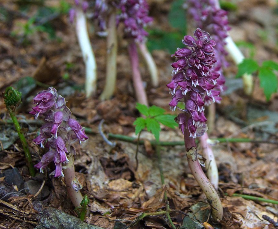 Петров крест (lathraea squamaria)