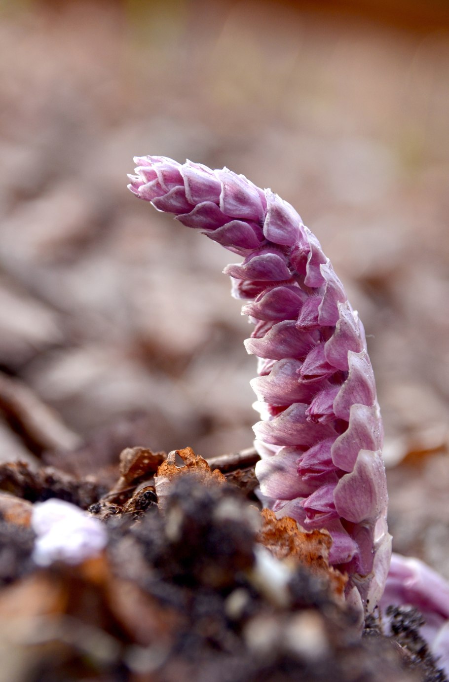 Lathraea squamaria l