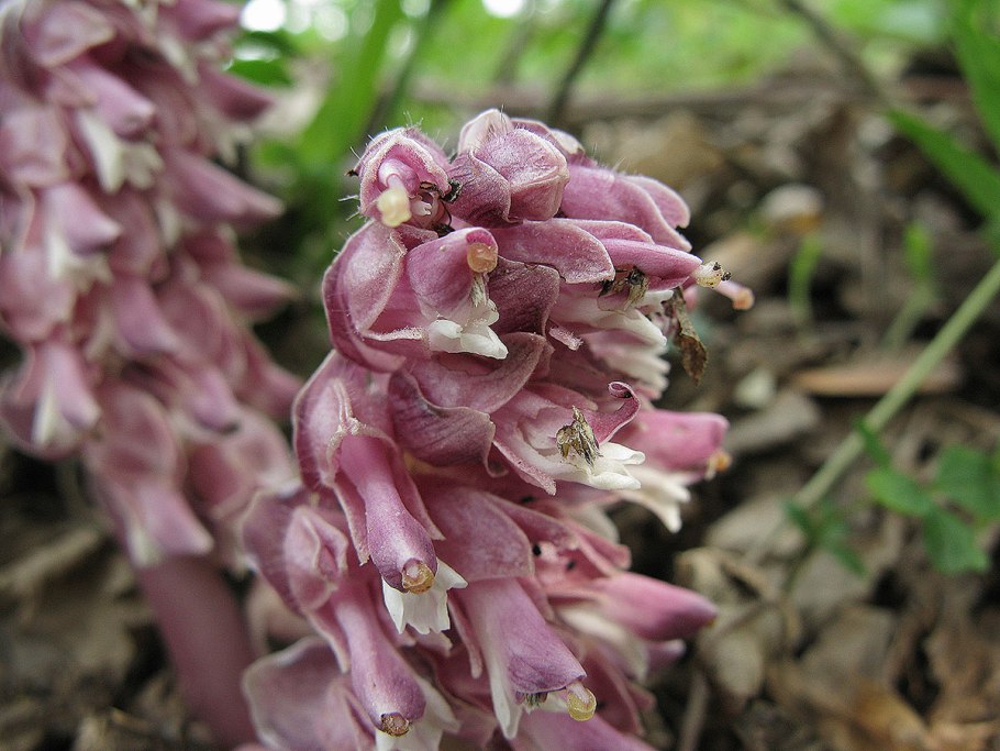 Петров крест (lathraea squamaria)
