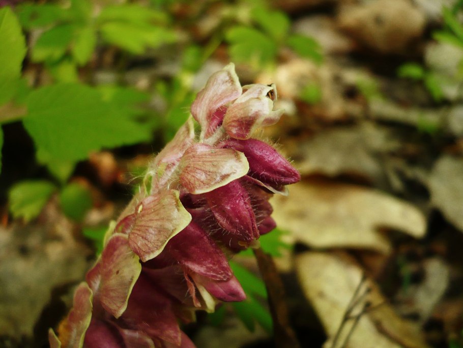 Петров крест (lathraea squamaria)