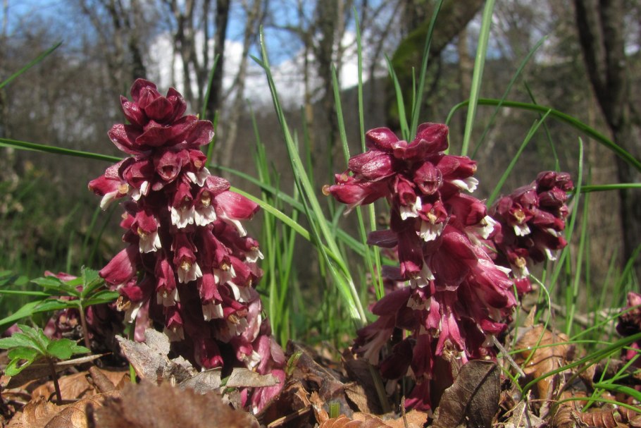 Петров крест (lathraea squamaria)