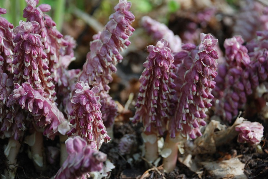 Петров крест – lathraea squamaria l. семейство Норичниковые – Scrophulariáceae/