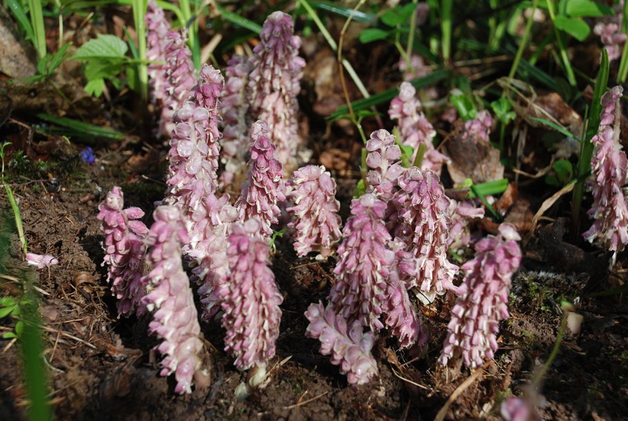 Петров крест (lathraea squamaria)
