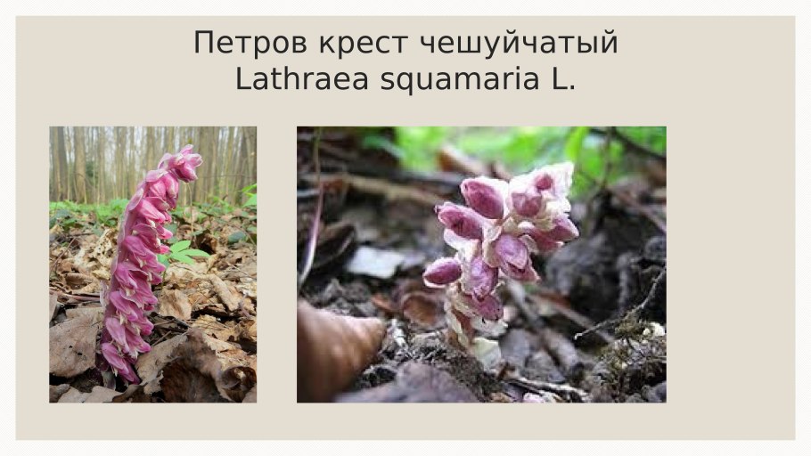 Петров крест корневище