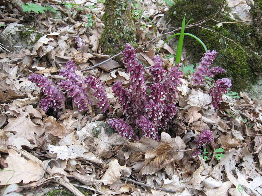 Lathraea squamaria