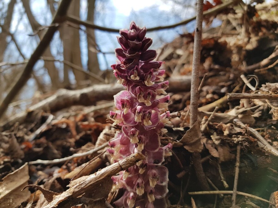 Петров крест – lathraea squamaria l. семейство Норичниковые – Scrophulariáceae/