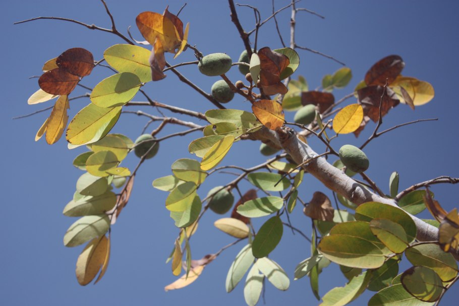 Афзелия массивная доска