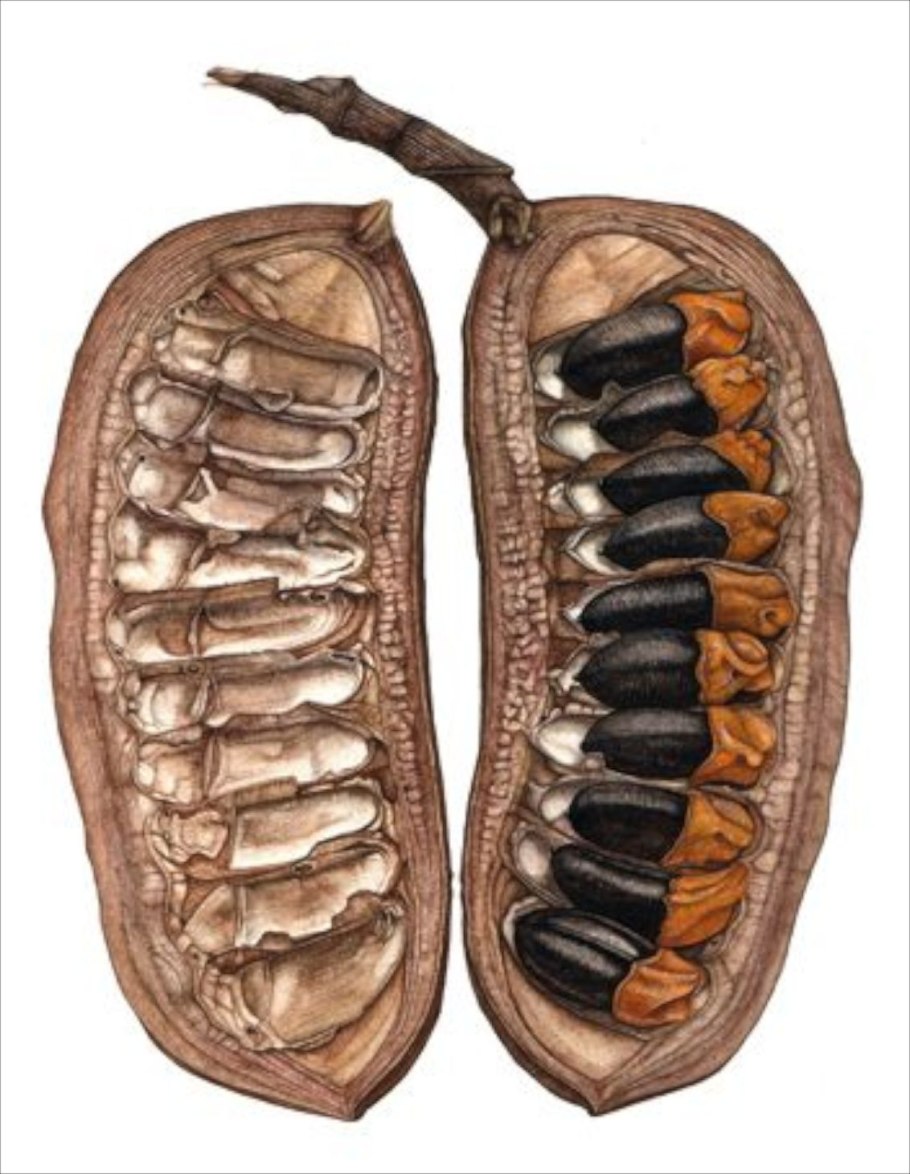 Дуссия дерево