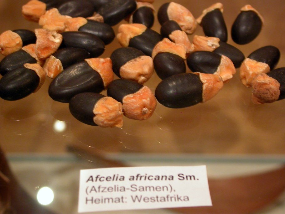 Afzelia Pachyloba