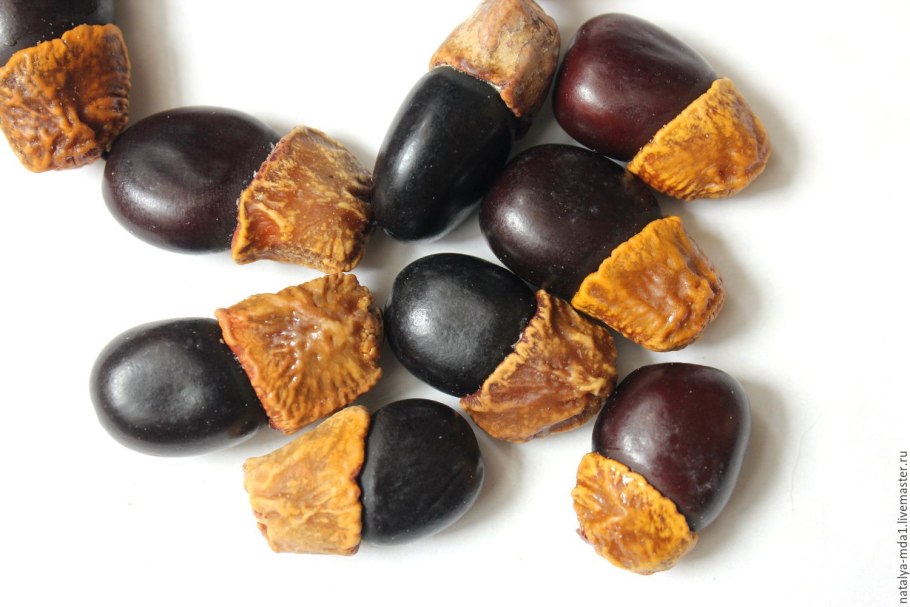 Pterocarpus macrocarpus