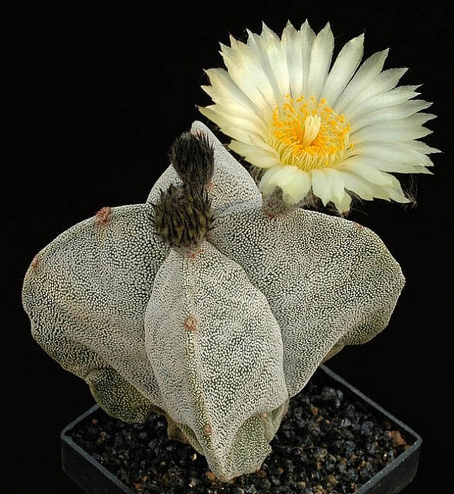 Astrophytum myriostigma v potosinum