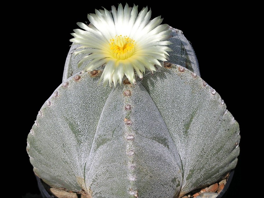 Astrophytum myriostigma quadricostatum