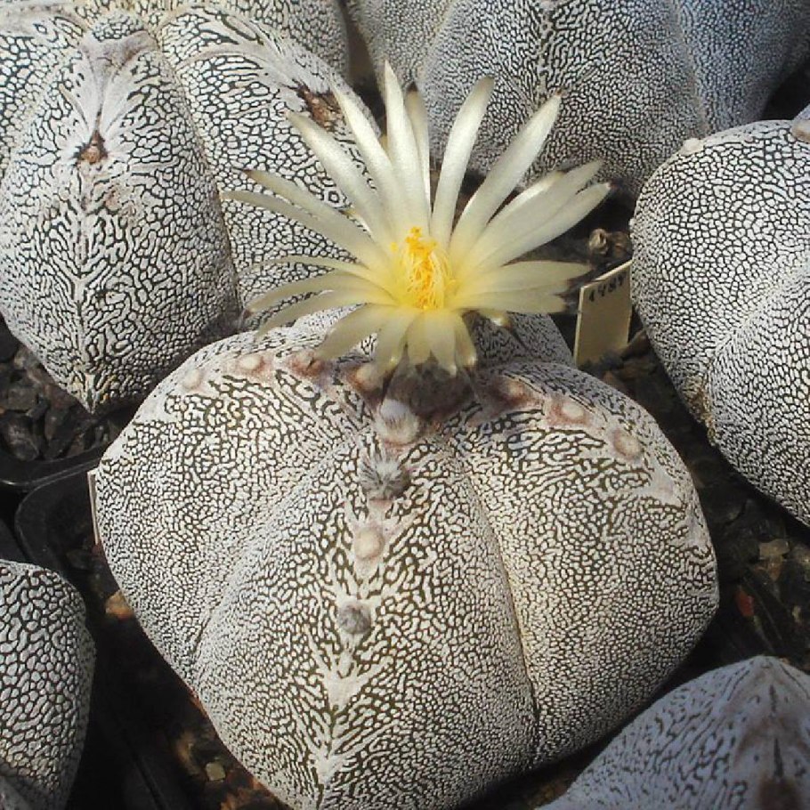 Astrophytum myriostigma в природе