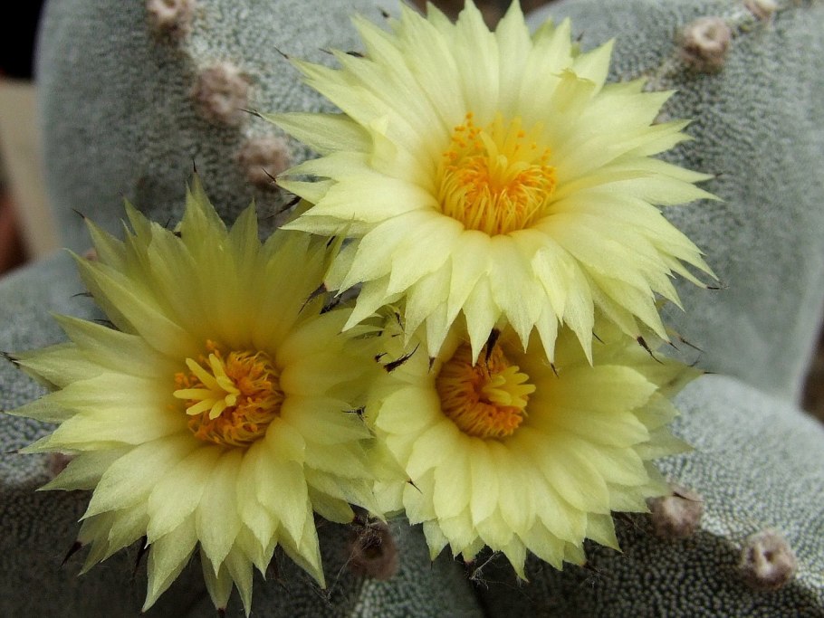 Astrophytum myriostigma tricostatum