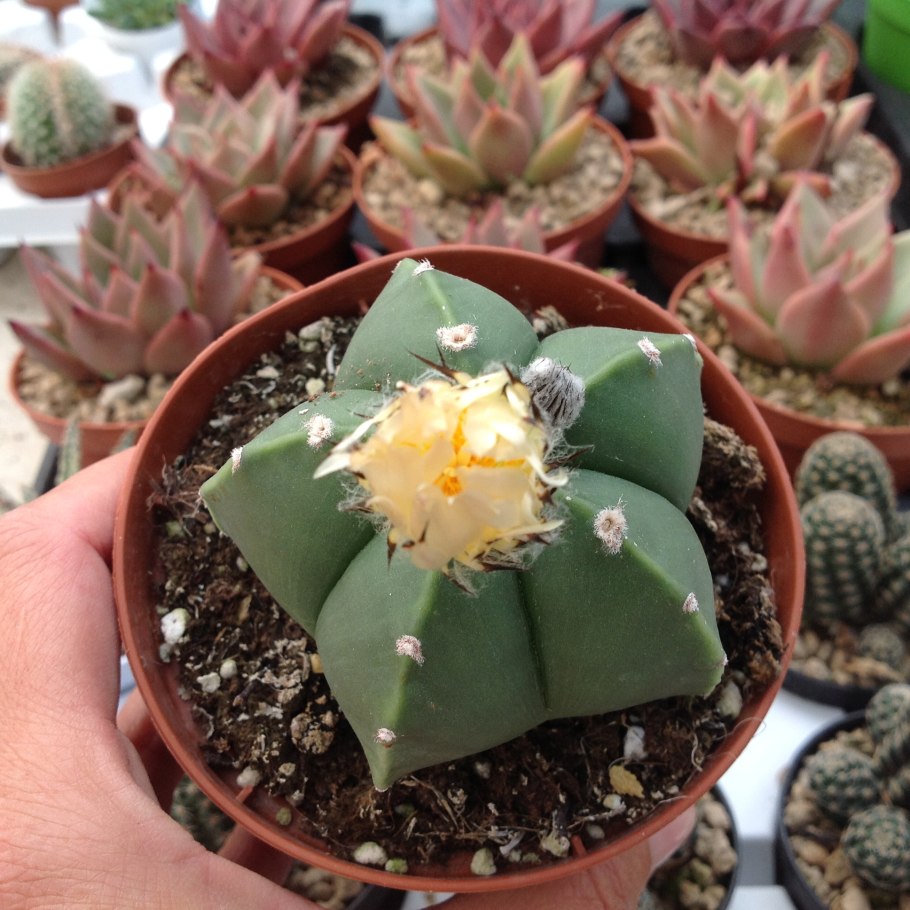 Astrophytum Asterias x myriostigma