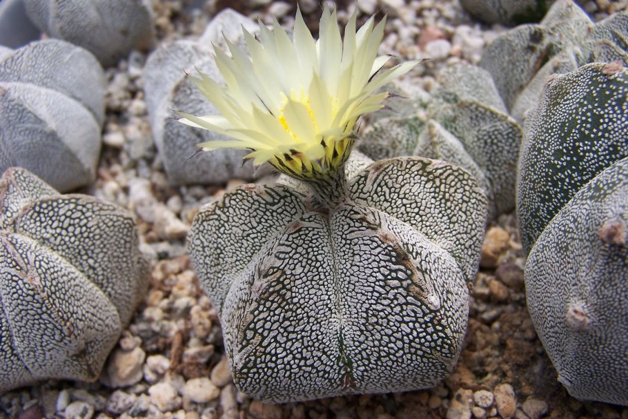 Astrophytum myriostigma quadricostatum