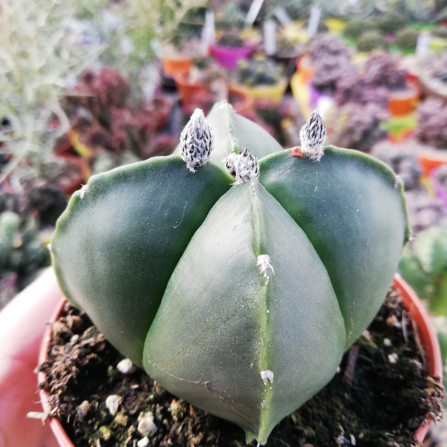 Astrophytum Capricorne