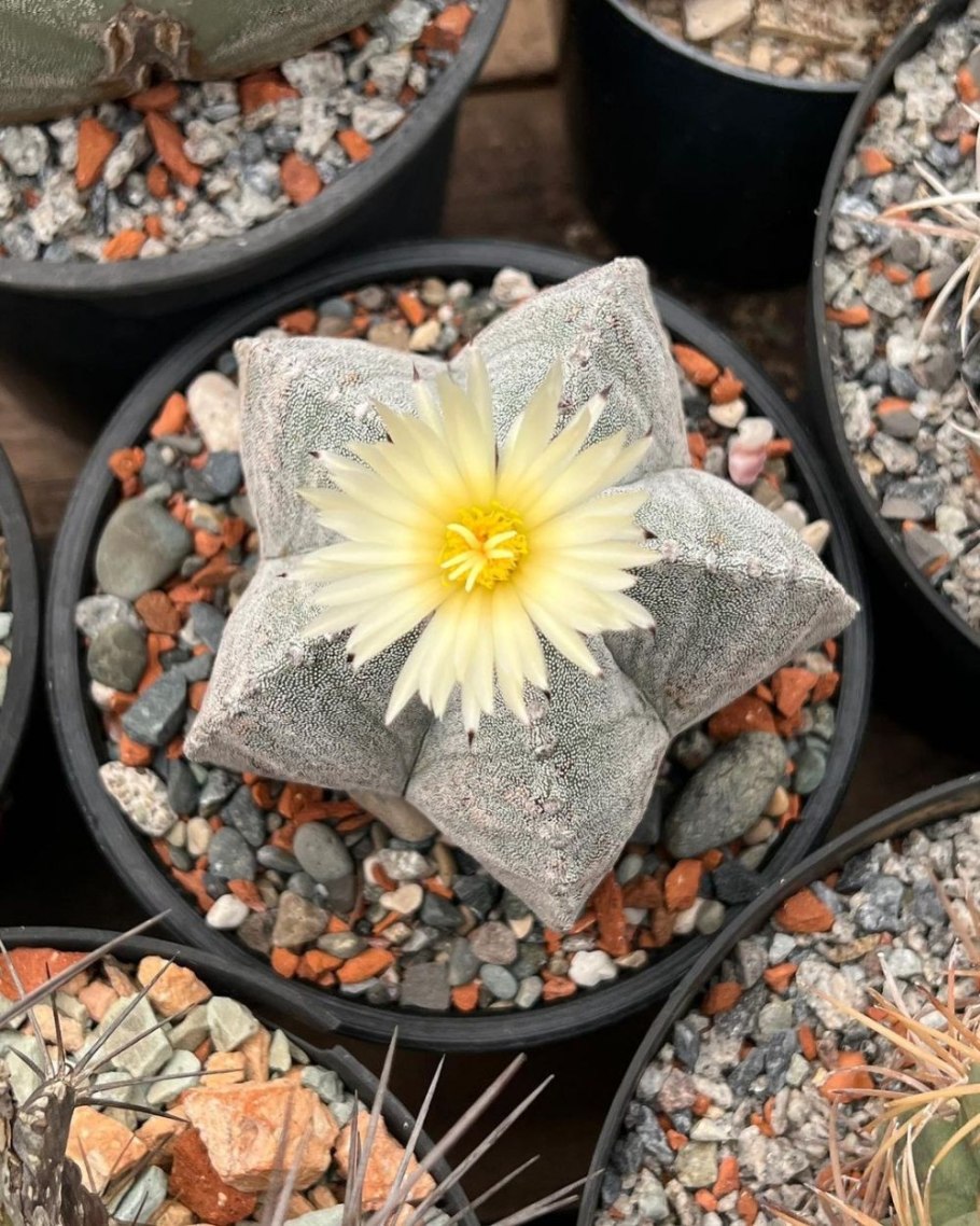Astrophytum myriostigma v tricostatum