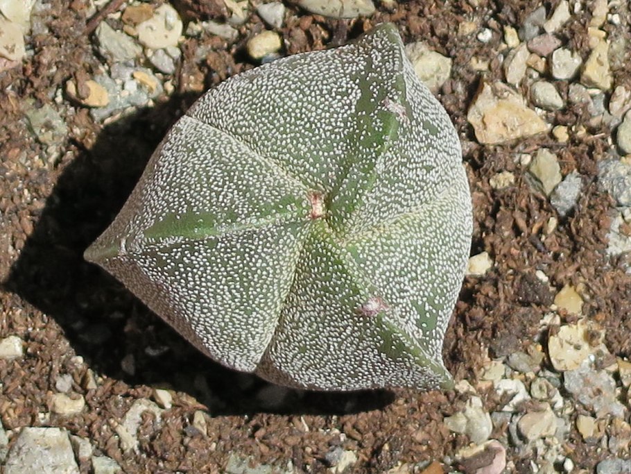 Astrophytum myriostigma quadricostatum
