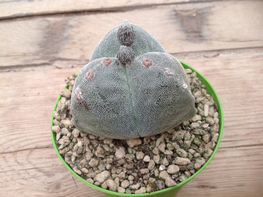 Astrophytum myriostigma