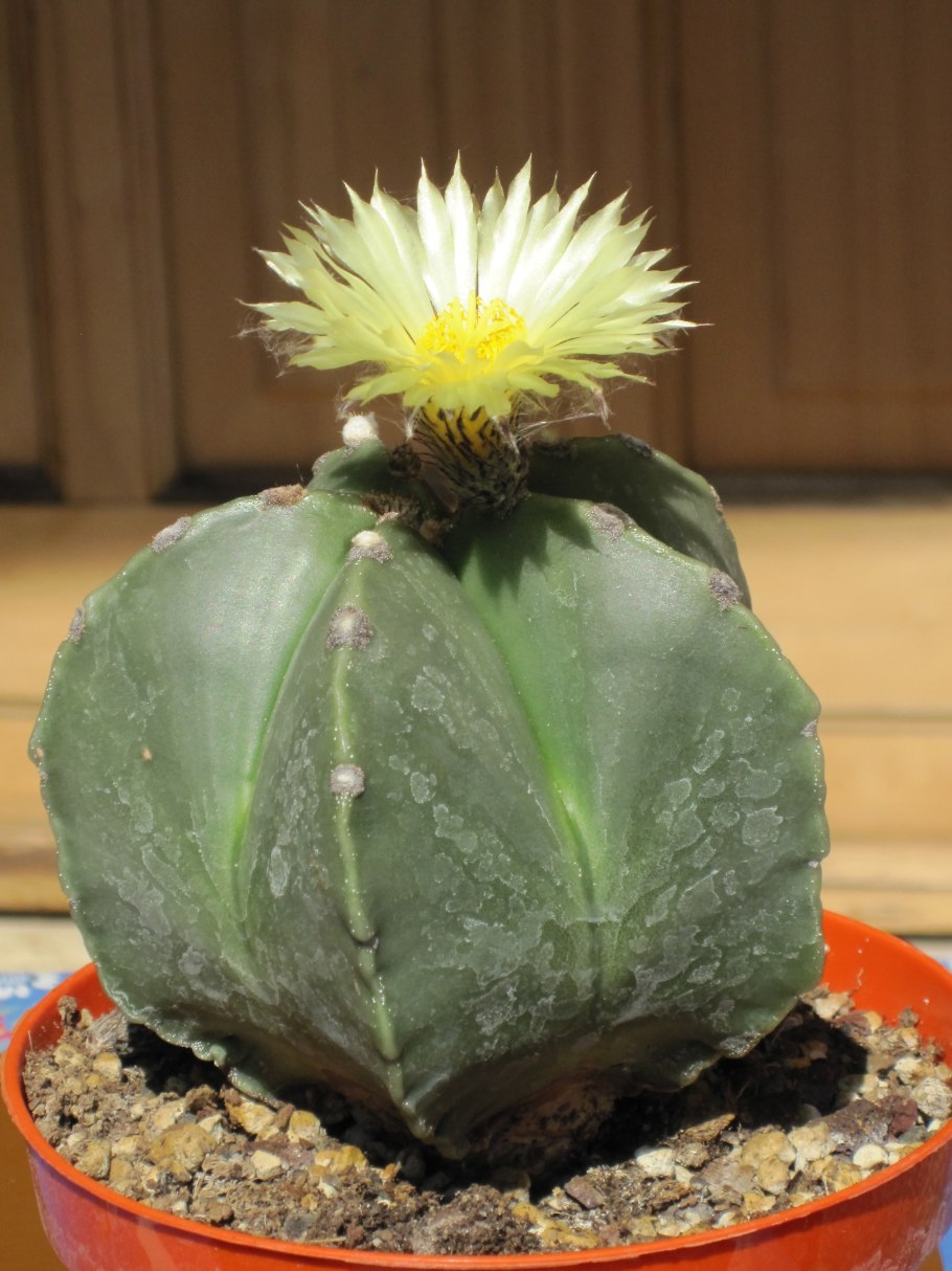 ASTR. Myriostigma