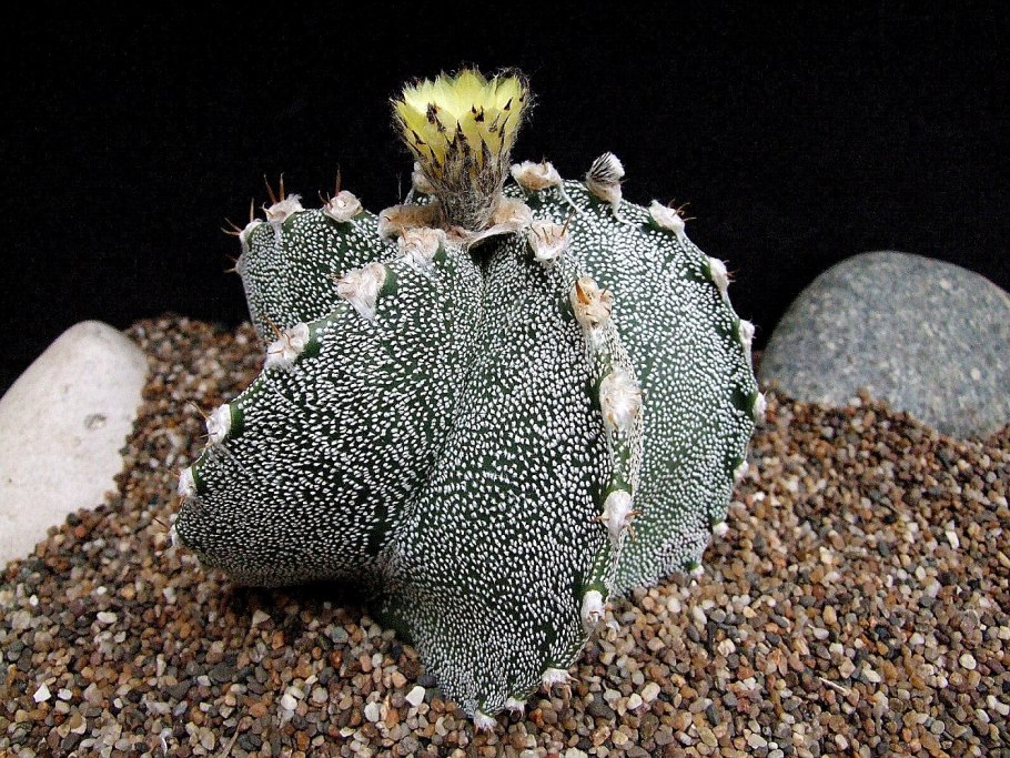 Astrophytum myriostigma tricostatum