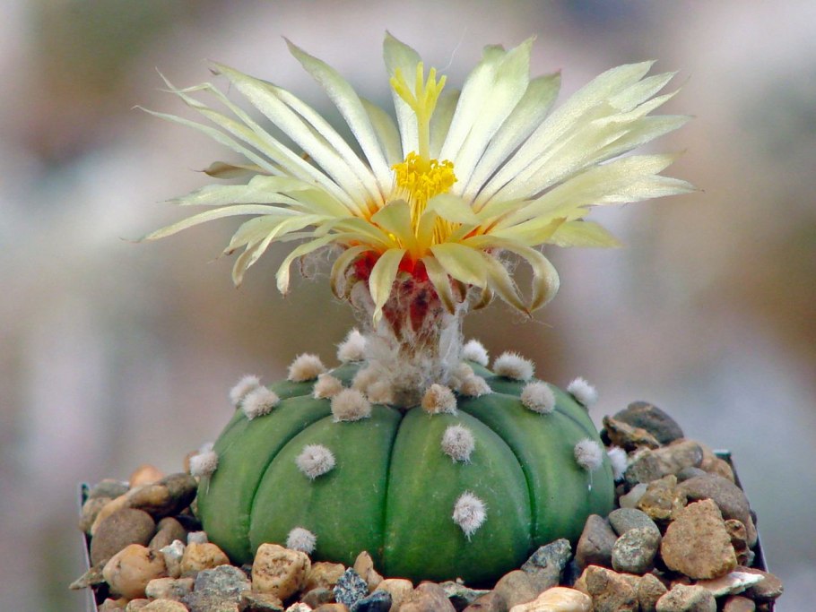 Astrophytum Asterias x myriostigma