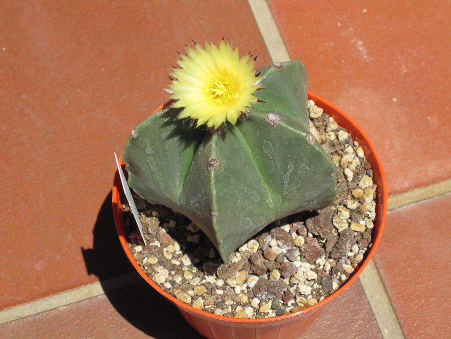 Astrophytum myriostigma Onzuka