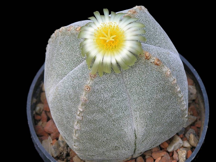 Astrophytum myriostigma