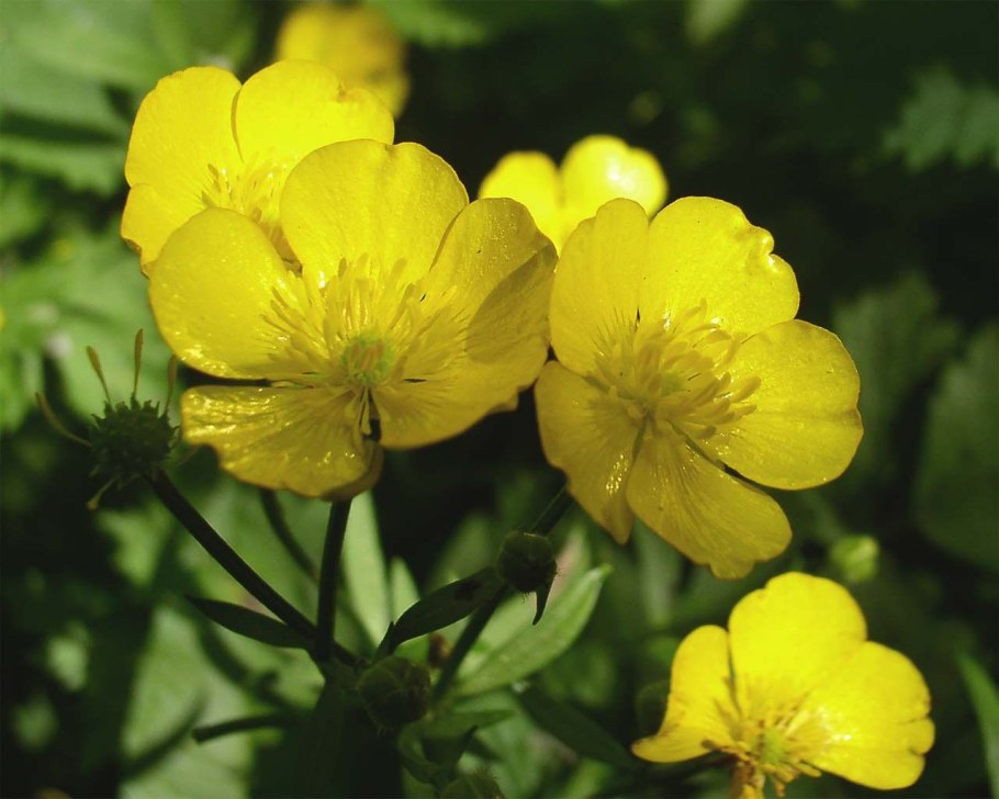Лютик Ranunculus Lemon