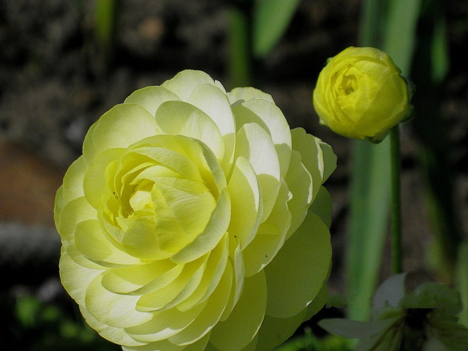 Лютик весенний Колларетте