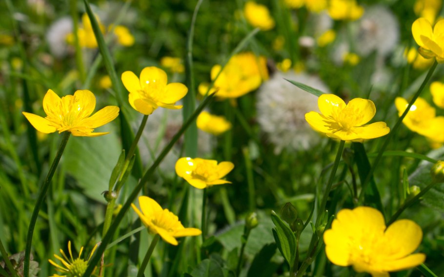 Лютик едкий – Ranunculus Acris l.