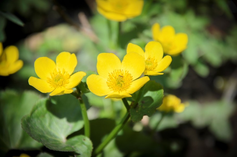 Лютик весенний Колларетте